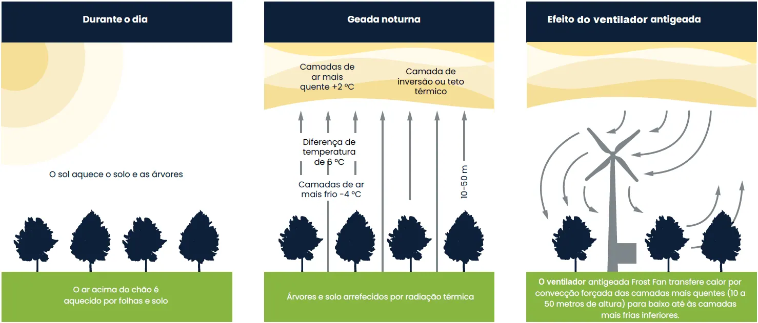 Esquema em três etapas: o solo absorve calor durante o dia, a geada se forma à noite e o ventilador traz o ar mais quente para junto das plantas